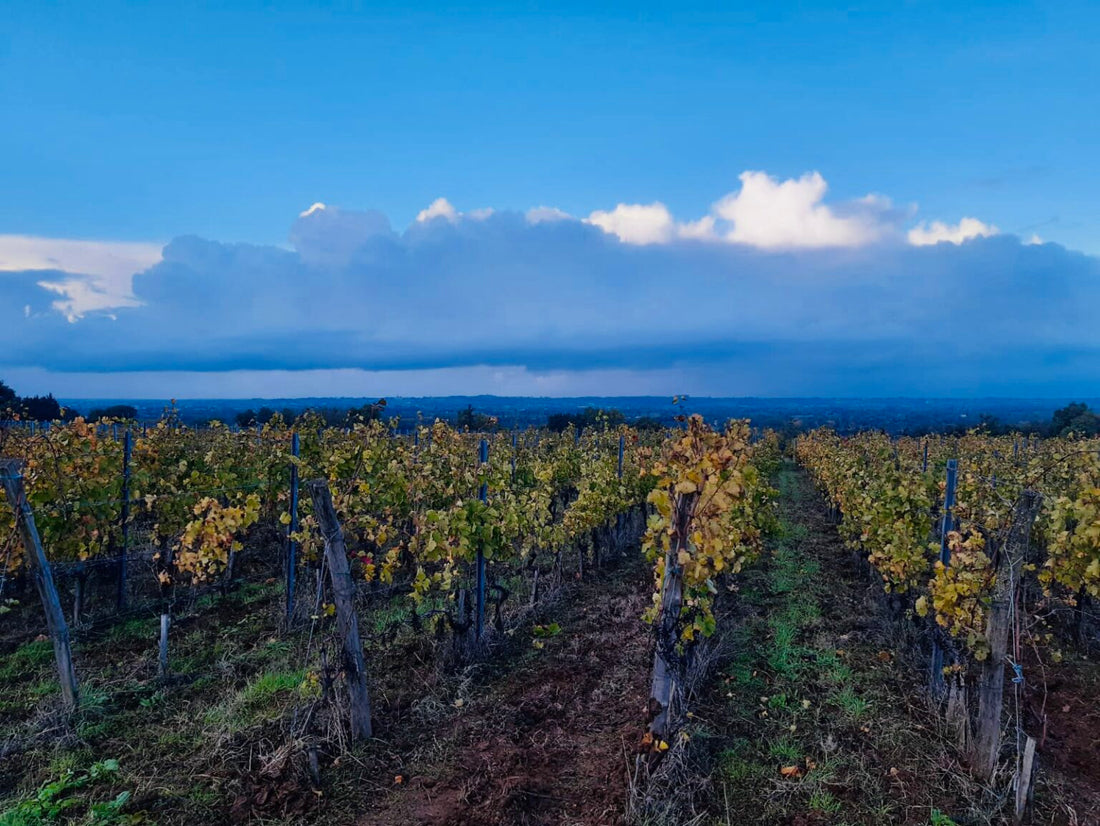 Uitdagingen en triomfen: de jaargang 2023 in Bordeaux