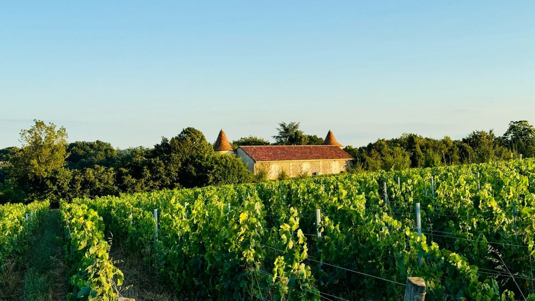 De huidige situatie in de Bordeaux-wijngaarden: opnieuw een regenrijke uitdaging, maar met een optimistische vooruitblik voor de jaargang 2024