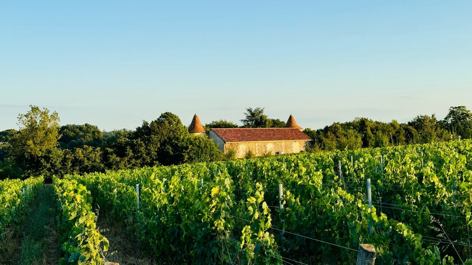 De huidige situatie in de Bordeaux-wijngaarden: opnieuw een regenrijke uitdaging, maar met een optimistische vooruitblik voor de jaargang 2024