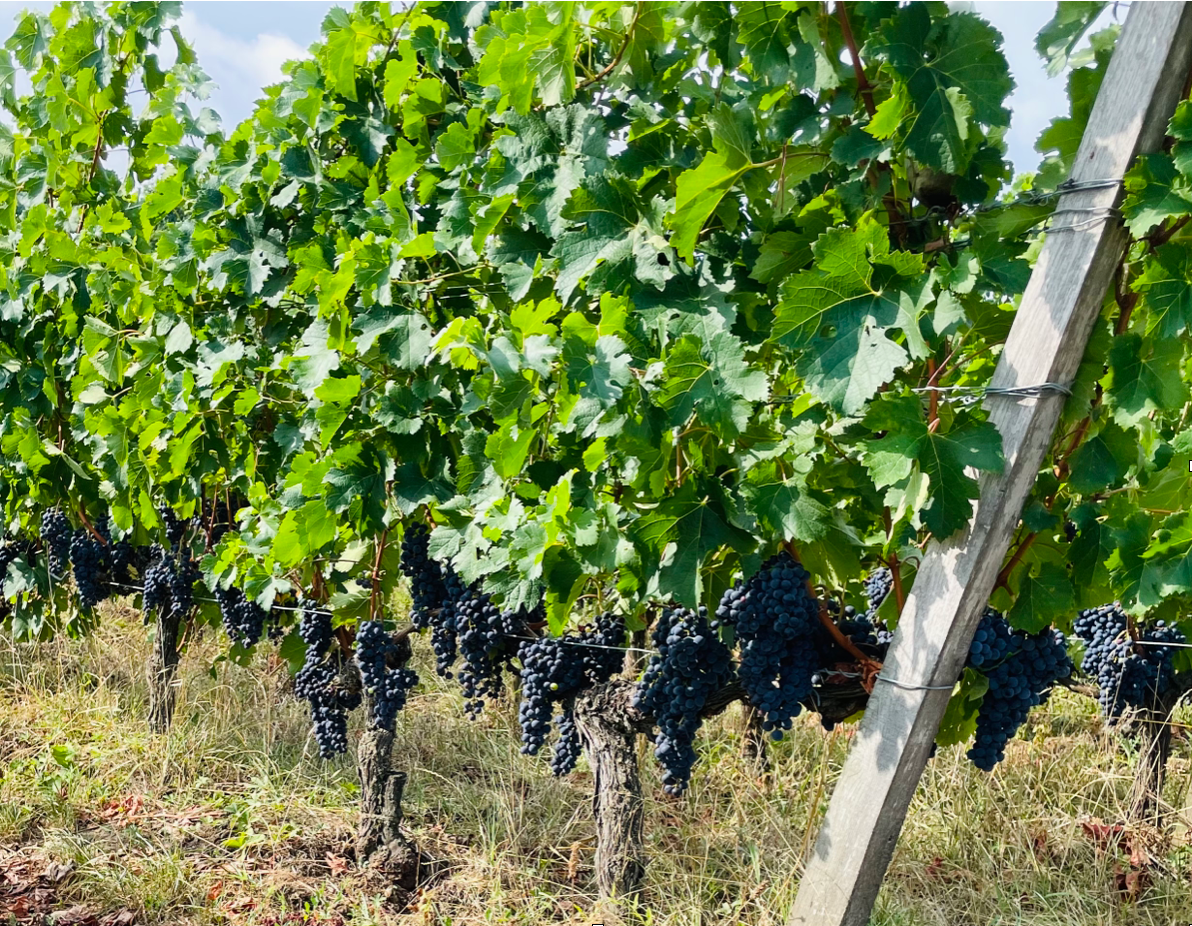 De oogst van de jaargang 2022