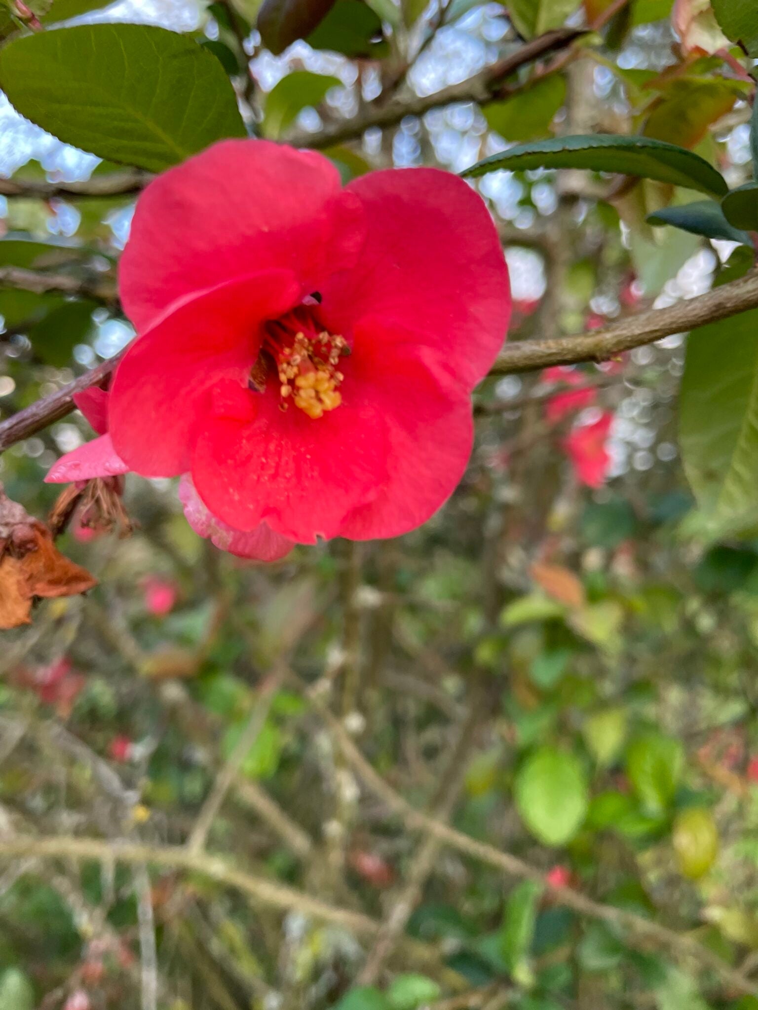 De wijngaard voorbereiden op de lente