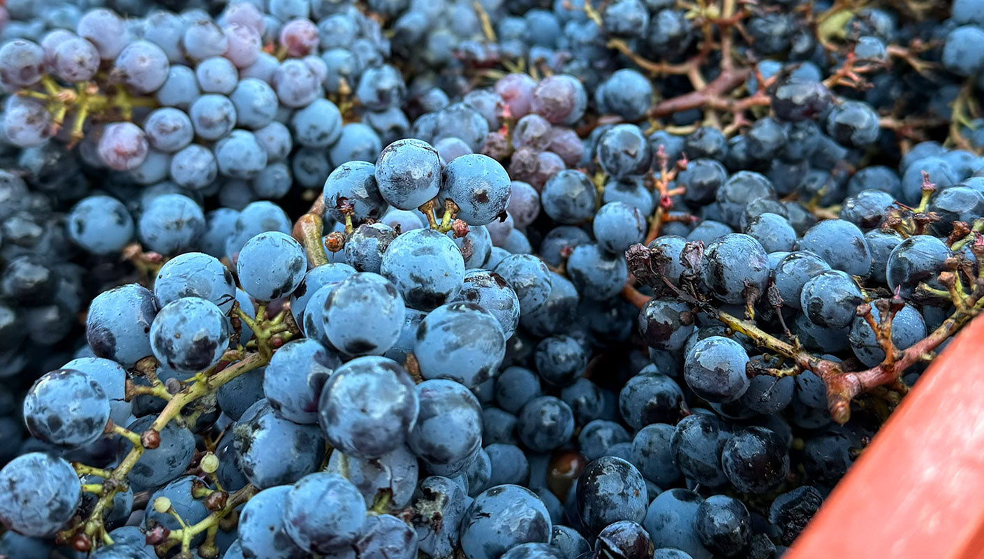 Jaargang 2024: uitdagingen en veelbelovende vooruitzichten