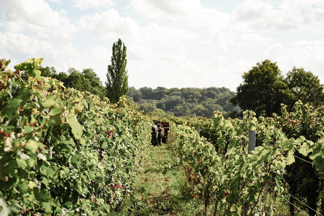 De Primeur-proeverij van de jaargang 2024 van Château le Pin Beausoleil: Een mijlpaal in de wijnproductie