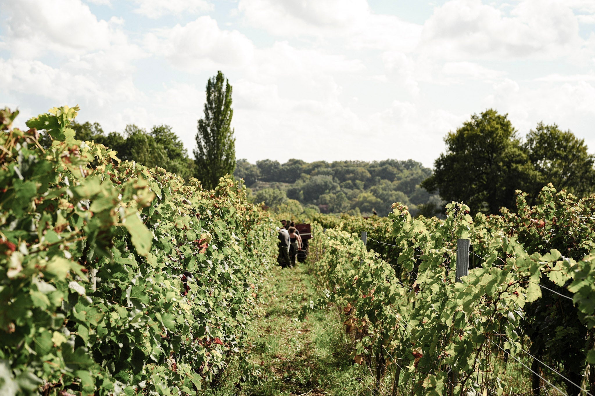 De Primeur-proeverij van de jaargang 2024 van Château le Pin Beausoleil: Een mijlpaal in de wijnproductie